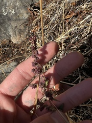 Amaranthus fimbriatus