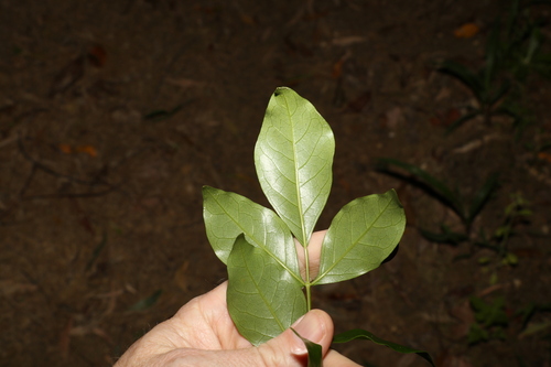 Image of Yellow-Flowered Wonga Vine (Pandorea floribunda) by (c) Greg Tasney, some rights reserved (CC BY-SA)