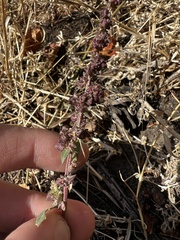 Amaranthus fimbriatus