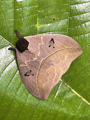 Automeris belti