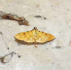 Phaedropsis alitemeralis