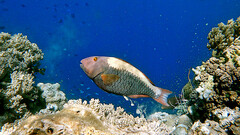Cetoscarus ocellatus