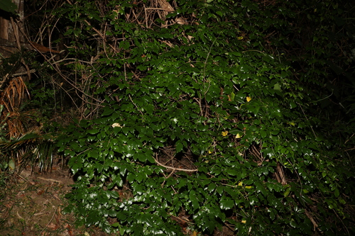 Image of Pandorea floribunda by (c) Greg Tasney, some rights reserved (CC BY-SA)