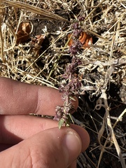 Amaranthus fimbriatus