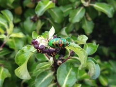 Scutiphora pedicellata
