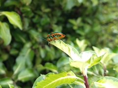 Scutiphora pedicellata