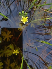 Ranunculus amphitrichus