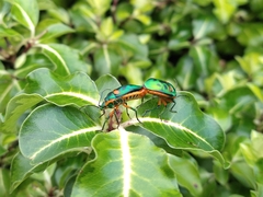 Scutiphora pedicellata