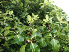 Scutiphora pedicellata