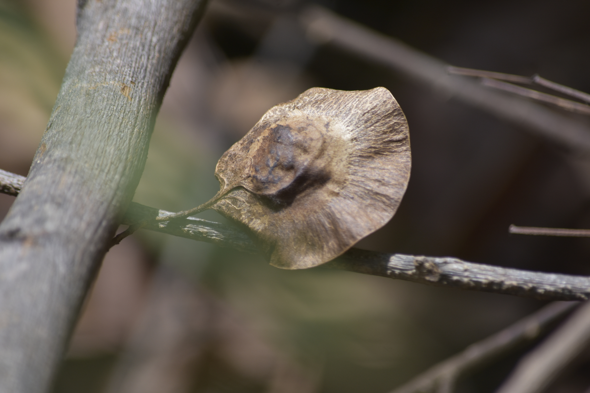 Giáng hương mắt chim (Pterocarpus indicus)