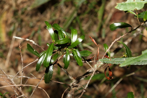 Image of Myrsine angusta by (c) Greg Tasney, some rights reserved (CC BY-SA)