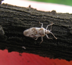 Monosteira unicostata