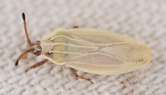 Tingis auriculata