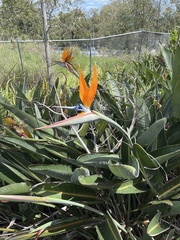 Strelitzia reginae