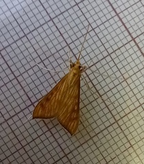Antigastra catalaunalis