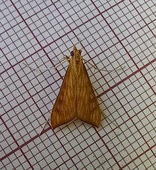 Antigastra catalaunalis