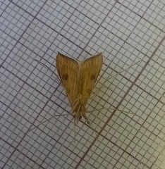 Antigastra catalaunalis