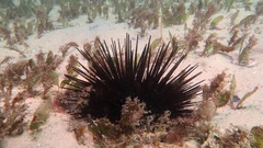 Centrostephanus rodgersii
