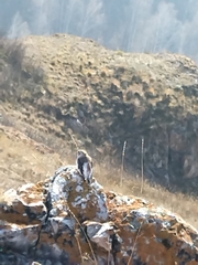 Plectrophenax nivalis