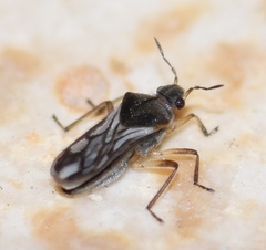 Microvelia pygmaea