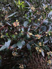 Tasmannia lanceolata