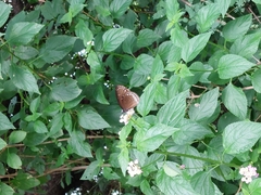 Euploea core