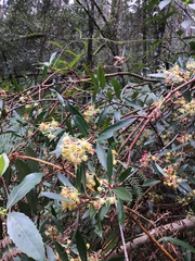 Tasmannia lanceolata