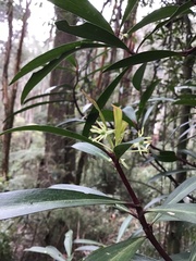 Tasmannia lanceolata