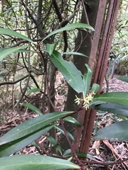Tasmannia lanceolata