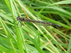 Austrolestes annulosus