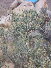 Cylindropuntia ramosissima