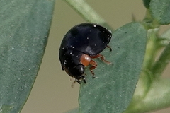 Parexochomus nigromaculatus