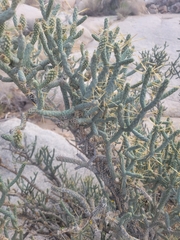Cylindropuntia ramosissima