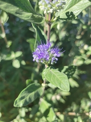Caryopteris