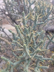 Cylindropuntia ramosissima