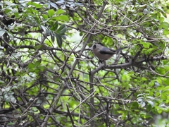 Aegithalos glaucogularis