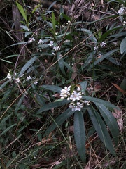 Philotheca myoporoides