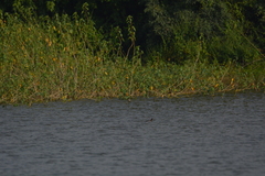 Tachybaptus ruficollis