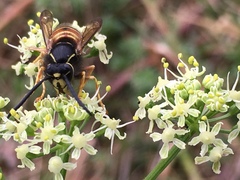 Vespula rufa