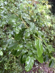 Viburnum luzonicum