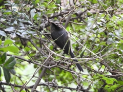 Aegithalos glaucogularis