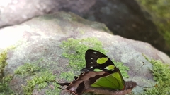 Graphium macleayanus
