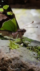 Graphium macleayanus