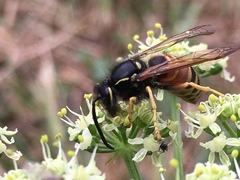 Vespula rufa