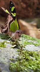 Graphium macleayanus