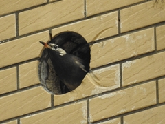 Spodiopsar cineraceus