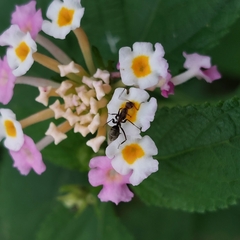 Camponotus rufoglaucus