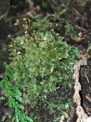 Leucobryum javense