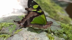 Graphium macleayanus