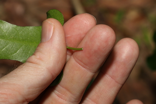 Image of Parsonsia longipetiolata by (c) Greg Tasney, some rights reserved (CC BY-SA)